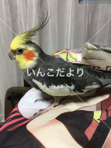 コメントの画像