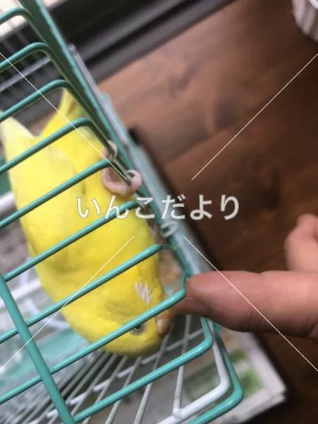 コメントの画像