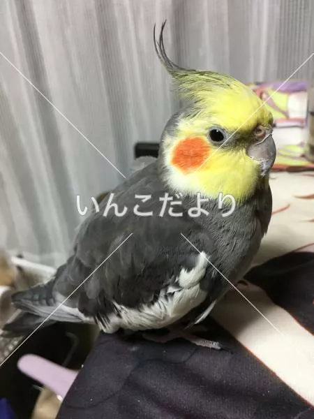 コメントの画像