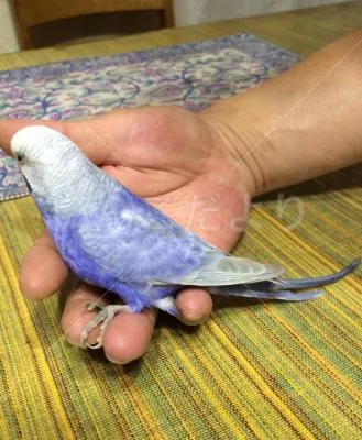 コメントの画像