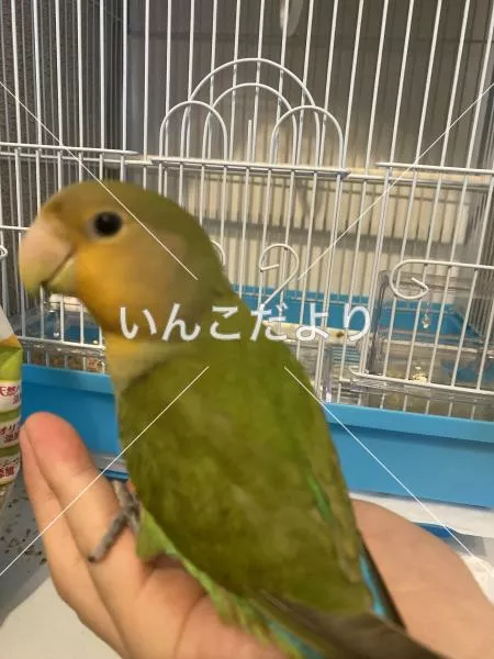 コメントの画像