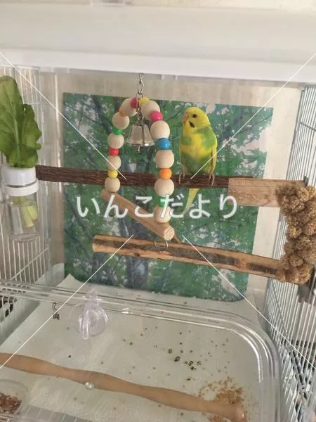 コメントの画像