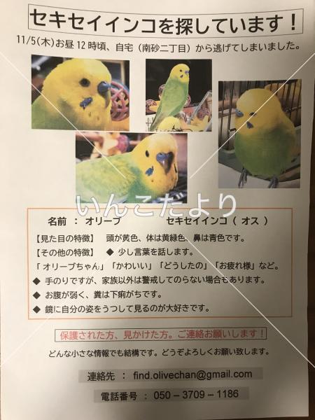 コメントの画像