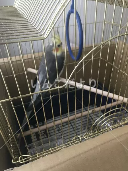 コメントの画像