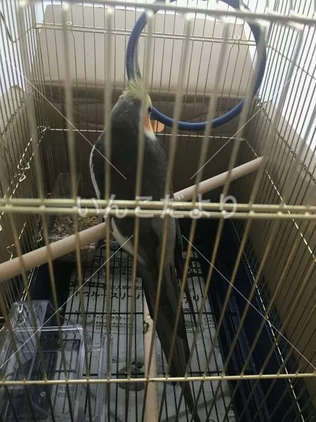 コメントの画像