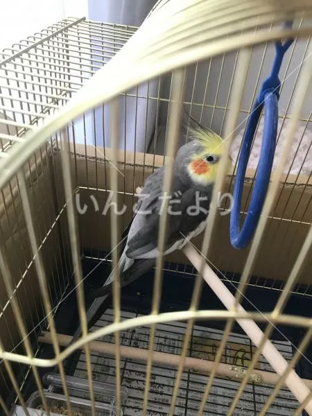 コメントの画像