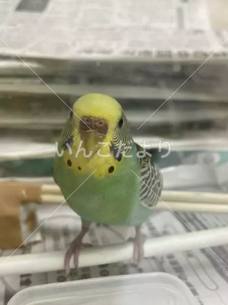 コメントの画像