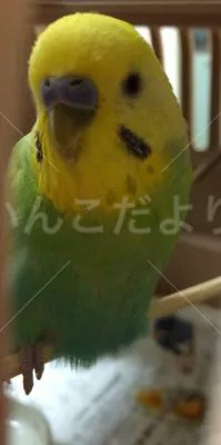 コメントの画像