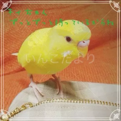 コメントの画像