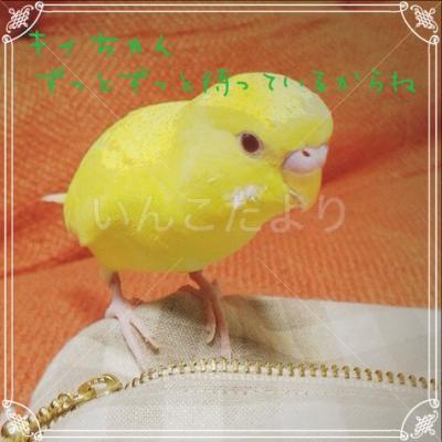 コメントの画像