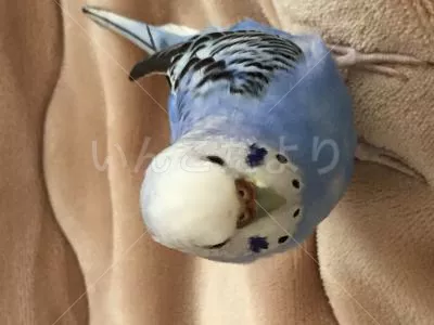 コメントの画像