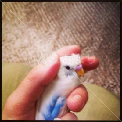 コメントの画像