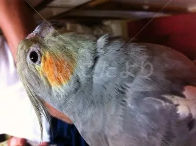 コメントの画像