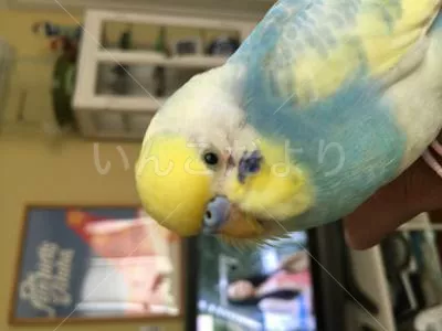 コメントの画像