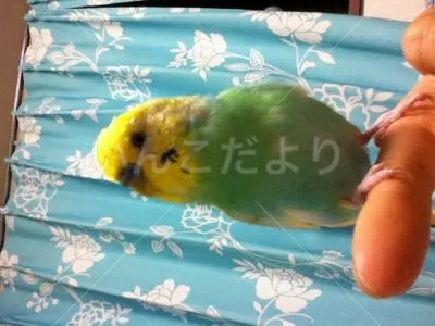 コメントの画像