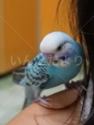 コメントの画像