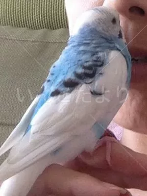 コメントの画像