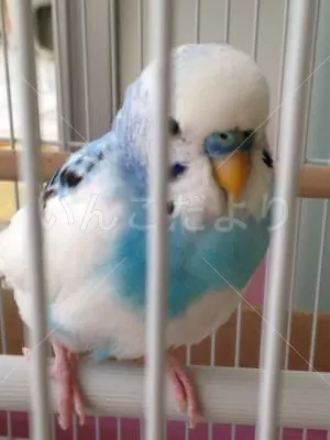 コメントの画像