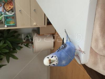 コメントの画像