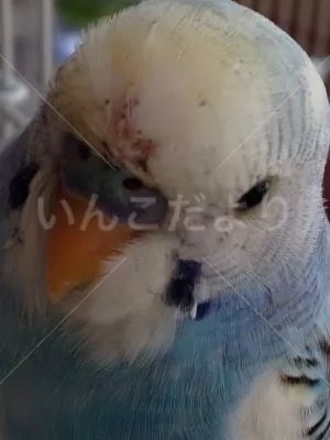 コメントの画像