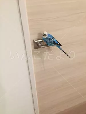 コメントの画像