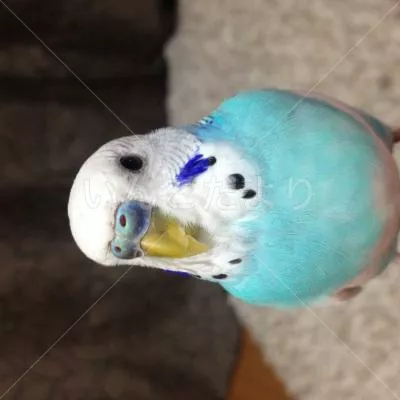 コメントの画像