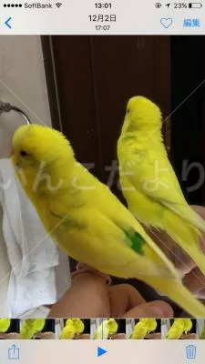 コメントの画像