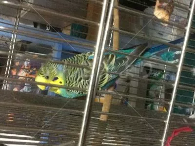 コメントの画像