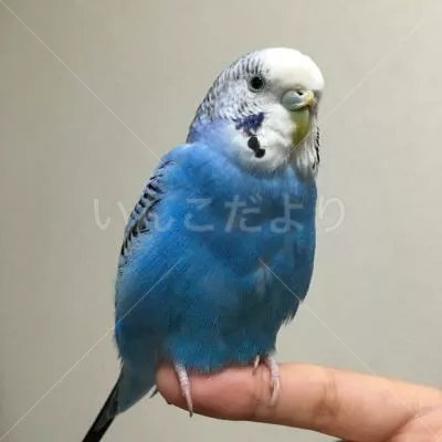 コメントの画像