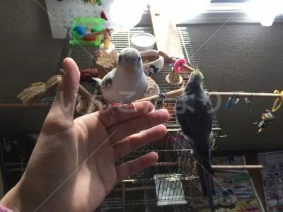 コメントの画像