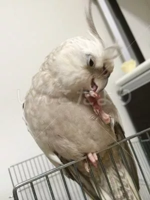 コメントの画像