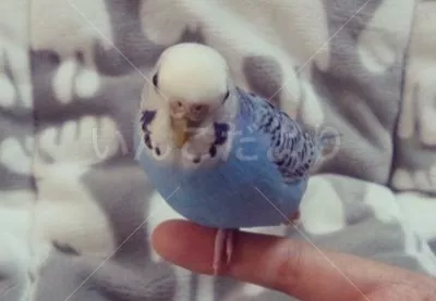 コメントの画像