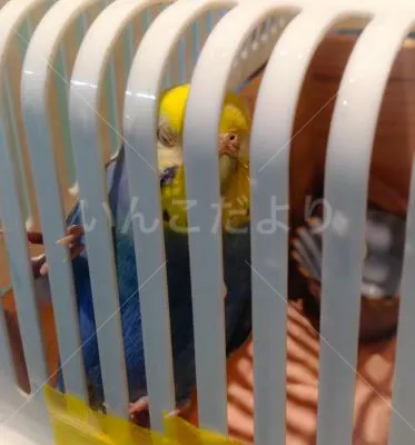 コメントの画像