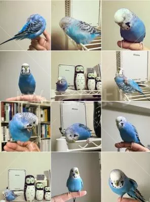 コメントの画像