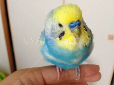 コメントの画像