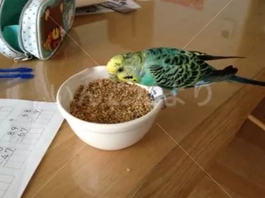 コメントの画像