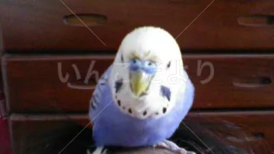 コメントの画像