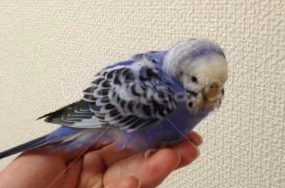 コメントの画像