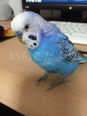 コメントの画像