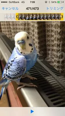 コメントの画像