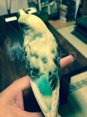 コメントの画像