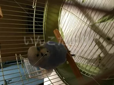 コメントの画像