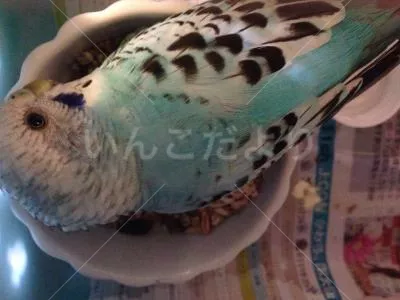 コメントの画像