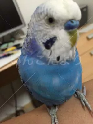 コメントの画像