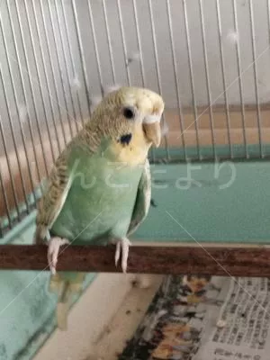 コメントの画像