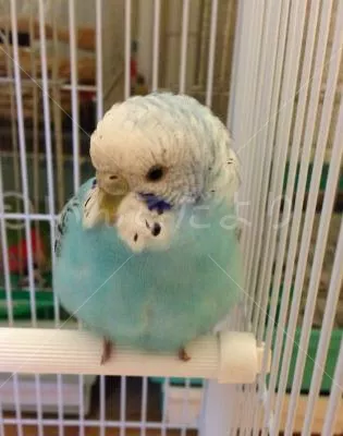 コメントの画像