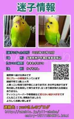 コメントの画像