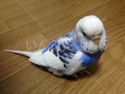 コメントの画像