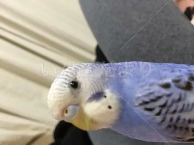 コメントの画像