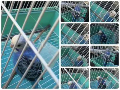 コメントの画像